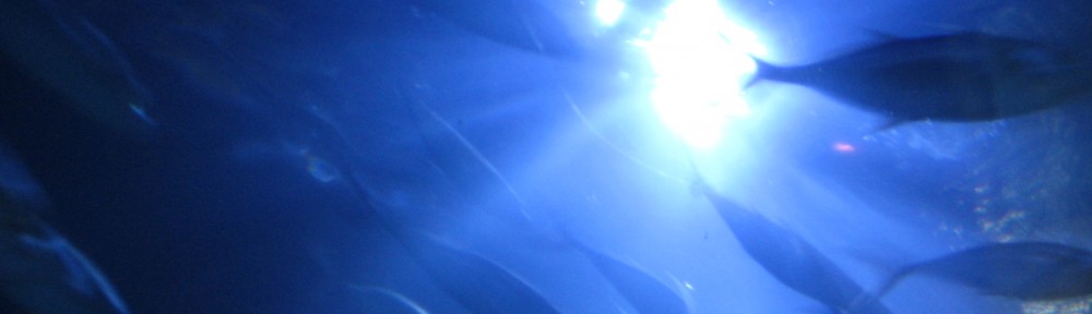 fishes swimming against the sunlight above at the Valencia aquarium