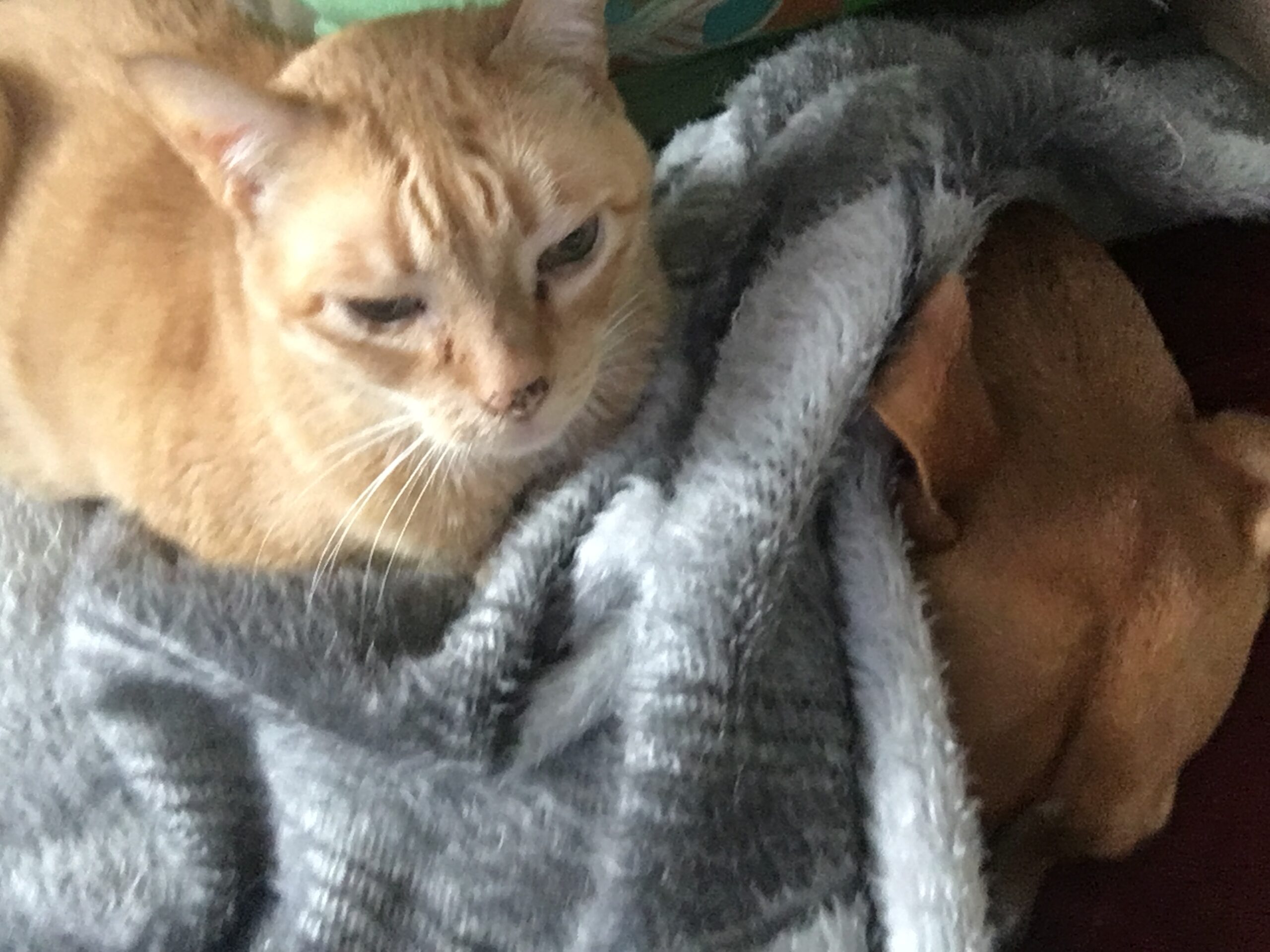 Image of an orange cat sitting on a grey blanket with a brown dog tucked in underneath them both